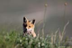 Tilki / Vulpes vulpes / Red Fox 